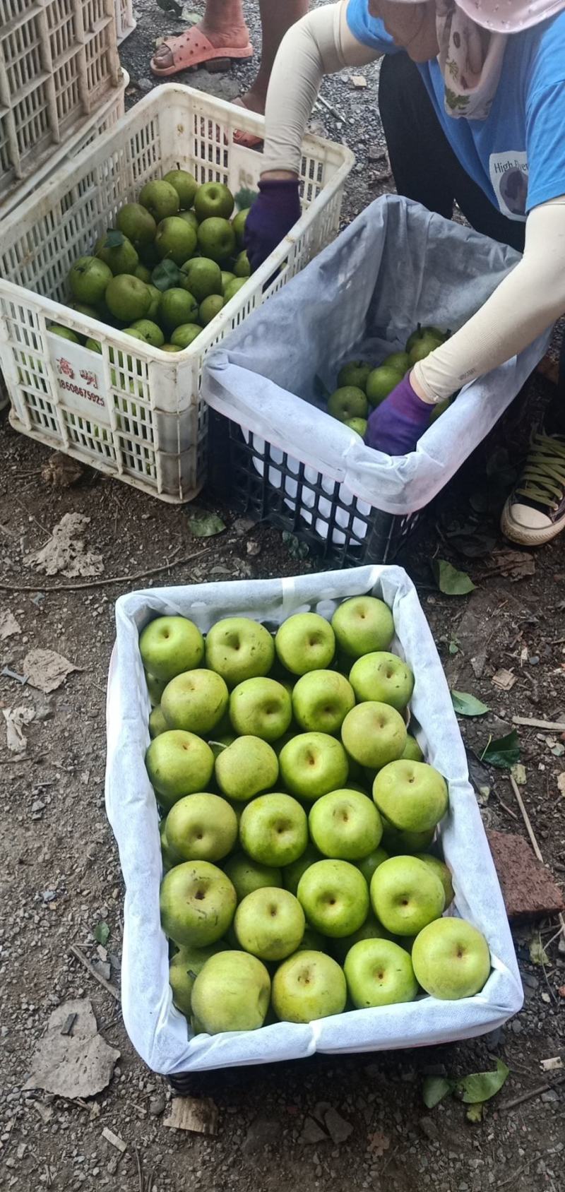翠冠梨皇冠梨口感水分好的很
