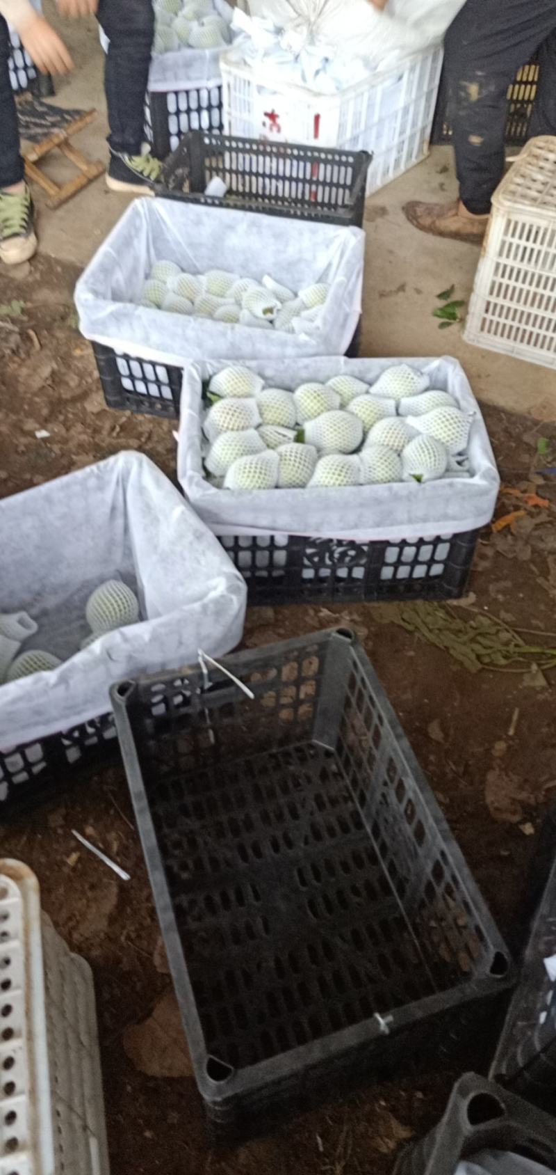 翠冠梨皇冠梨口感水分好的很