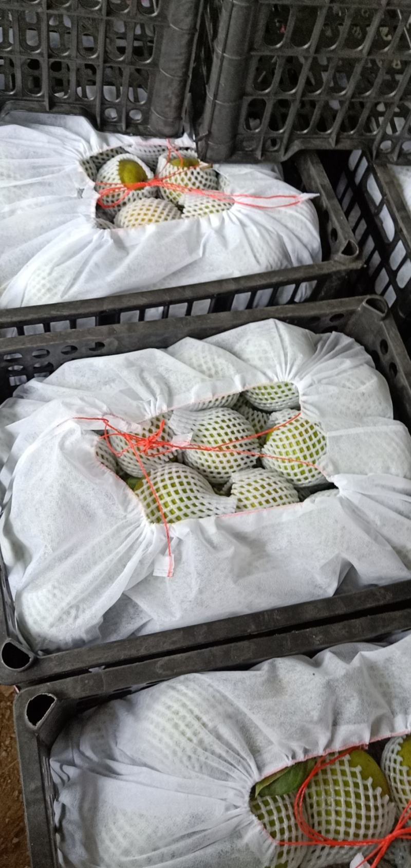 翠冠梨皇冠梨口感水分好的很