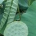微山湖野生莲蓬新鲜即食莲蓬