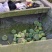 微山湖野生莲蓬新鲜即食莲蓬