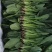 菠菜大叶菠菜22到28公分标菜
