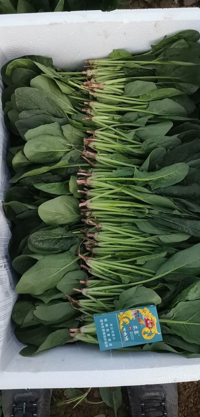 菠菜大叶菠菜22到28公分标菜