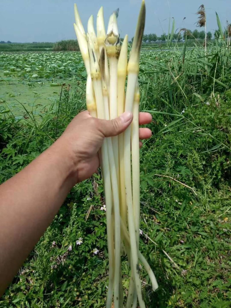 微山湖藕带每天2000斤产地直供野生质量数量稳定