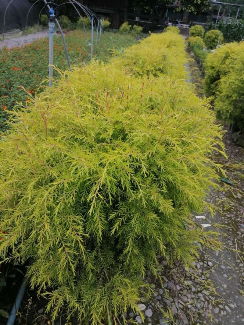 郫县千层金球千层金袋苗货好价优提供视频看货，千层金