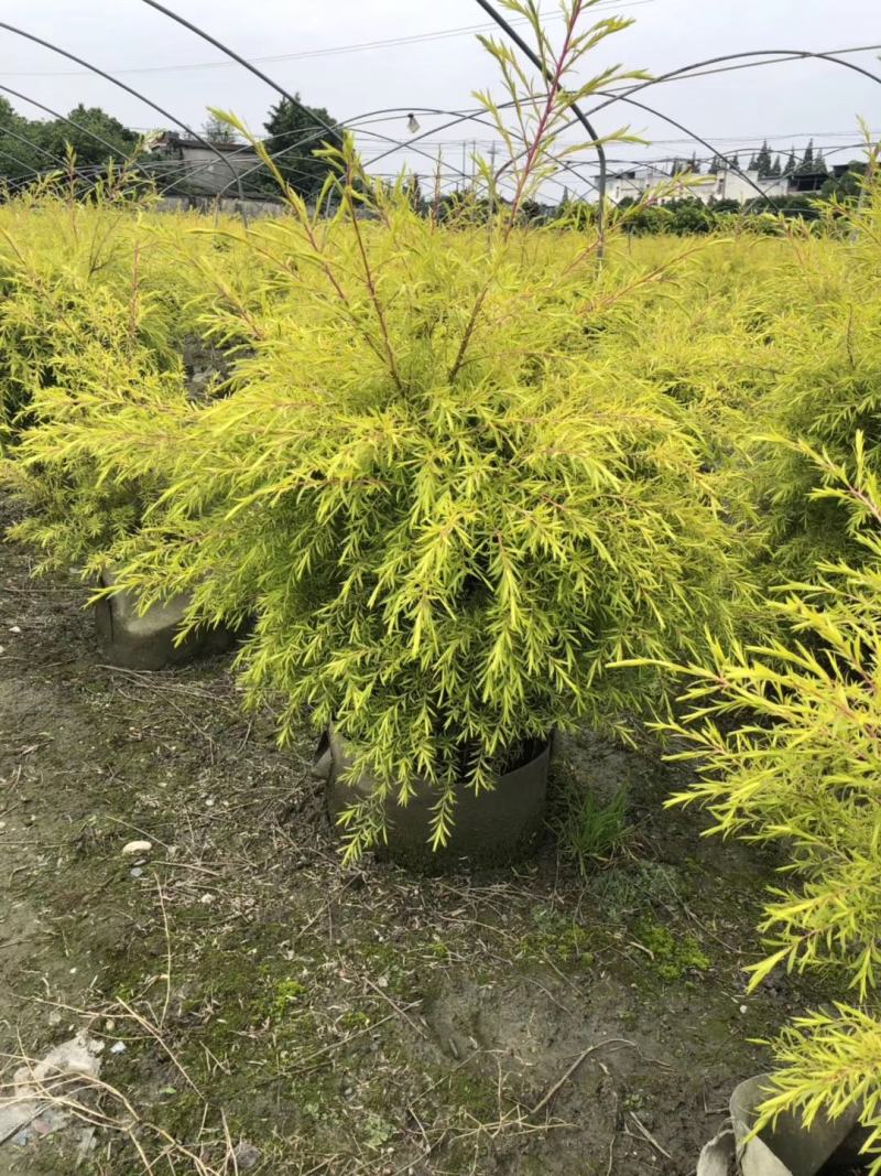郫县千层金球千层金袋苗货好价优提供视频看货，千层金
