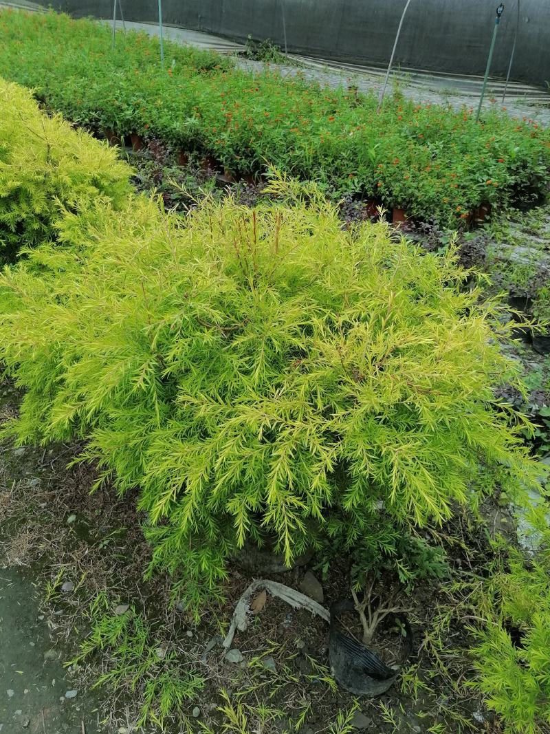 郫县千层金球千层金袋苗货好价优提供视频看货，千层金