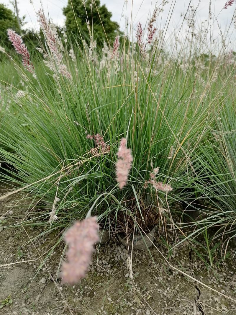 糖蜜草水生草冠幅饱满的糖蜜草基地出售糖蜜草
