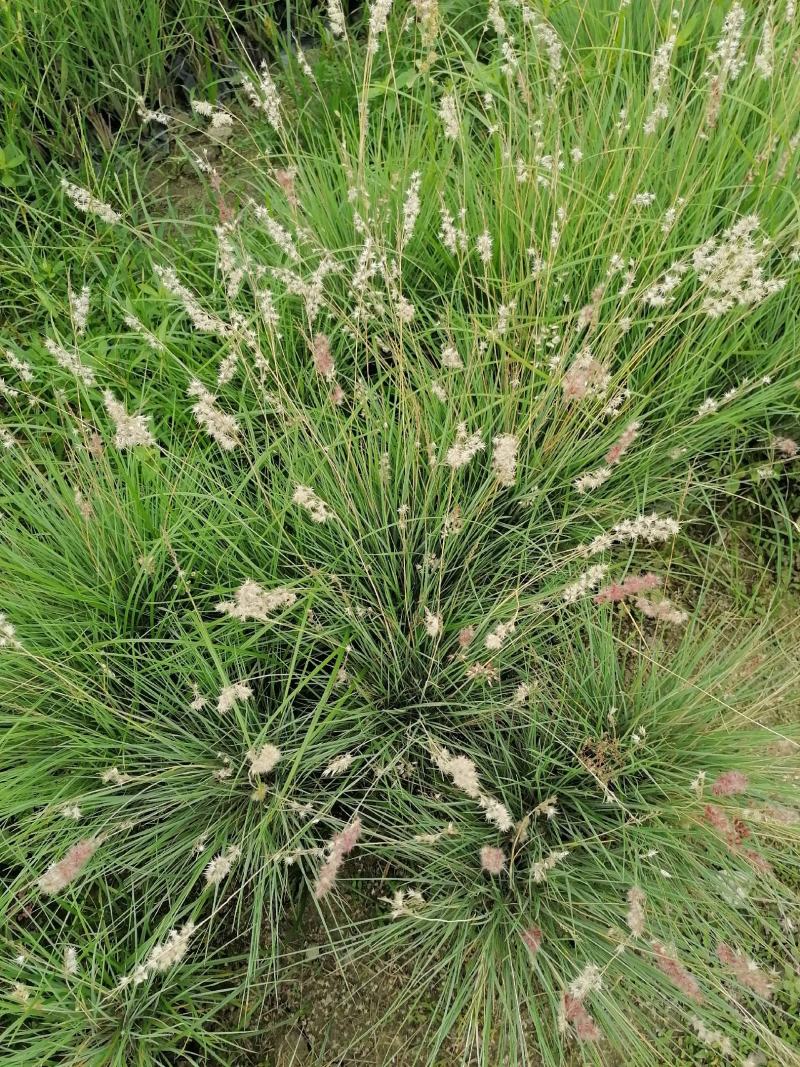 糖蜜草水生草冠幅饱满的糖蜜草基地出售糖蜜草