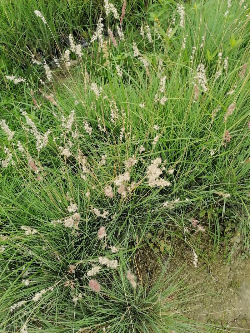 糖蜜草水生草冠幅饱满的糖蜜草基地出售糖蜜草