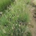 糖蜜草水生草冠幅饱满的糖蜜草基地出售糖蜜草