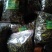 【精品】云南中药化石草，猫须草，肾精茶，自然风干