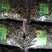 【精品】云南中药化石草，猫须草，肾精茶，自然风干