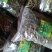【精品】云南中药化石草，猫须草，肾精茶，自然风干