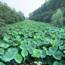 微山湖野生荷叶鲜荷叶