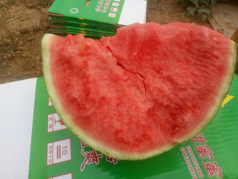 头茬无籽美都供应