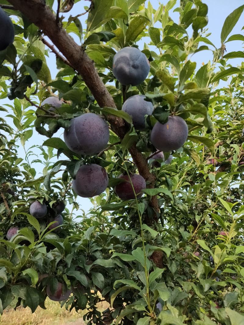 黑布林梨子，黑宝石李子，黑巨力李子，酸甜可口，一条龙服务