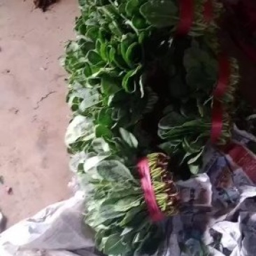 菠菜