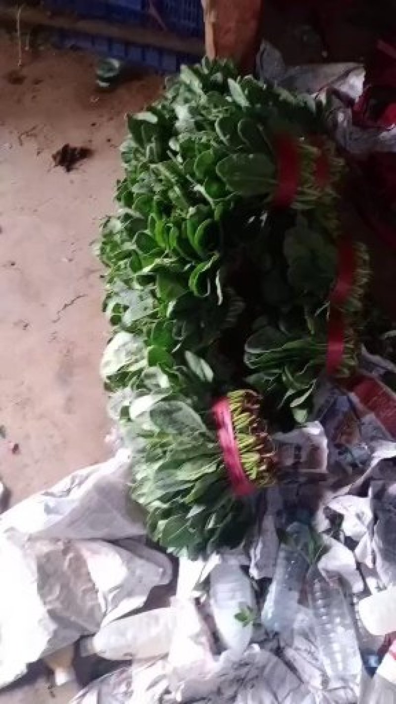 菠菜