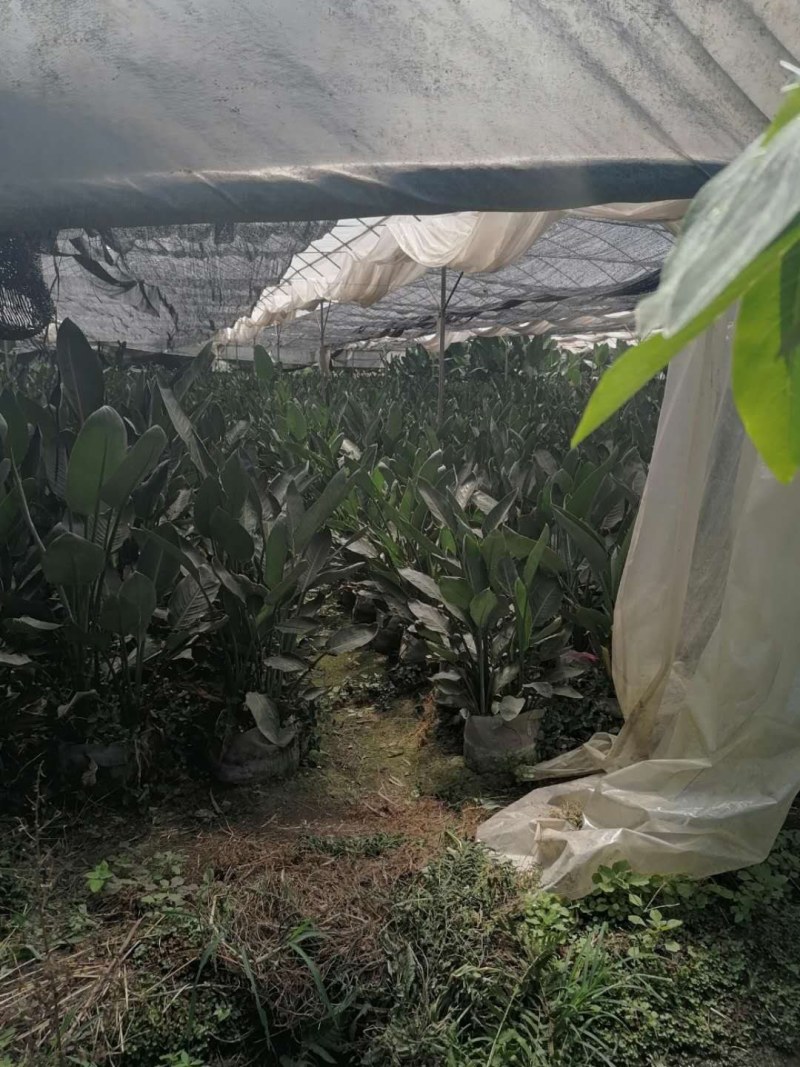 鹤望兰大杯苗40-50公分