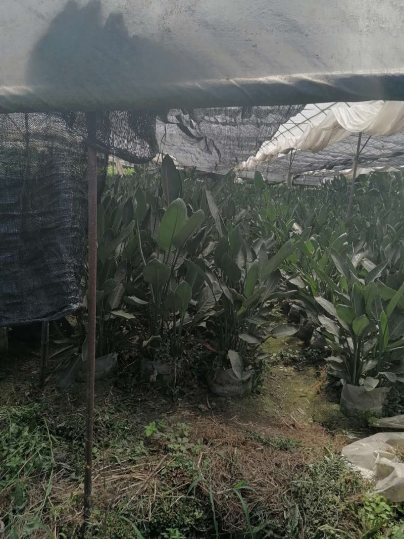 鹤望兰大杯苗40-50公分