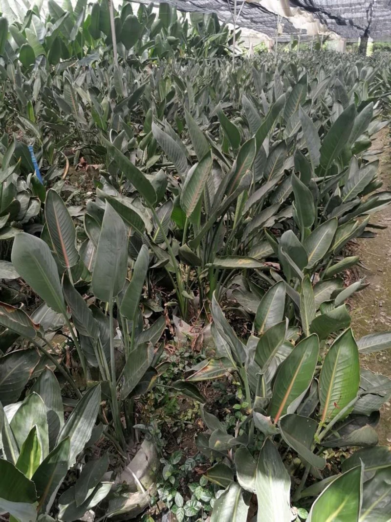 鹤望兰大杯苗40-50公分