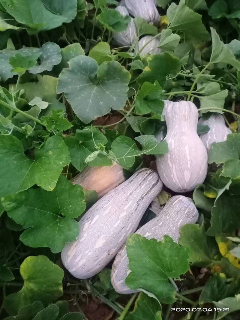 广西富川货源，金韩蜜本南瓜大量上市需要的联系，在一亩上