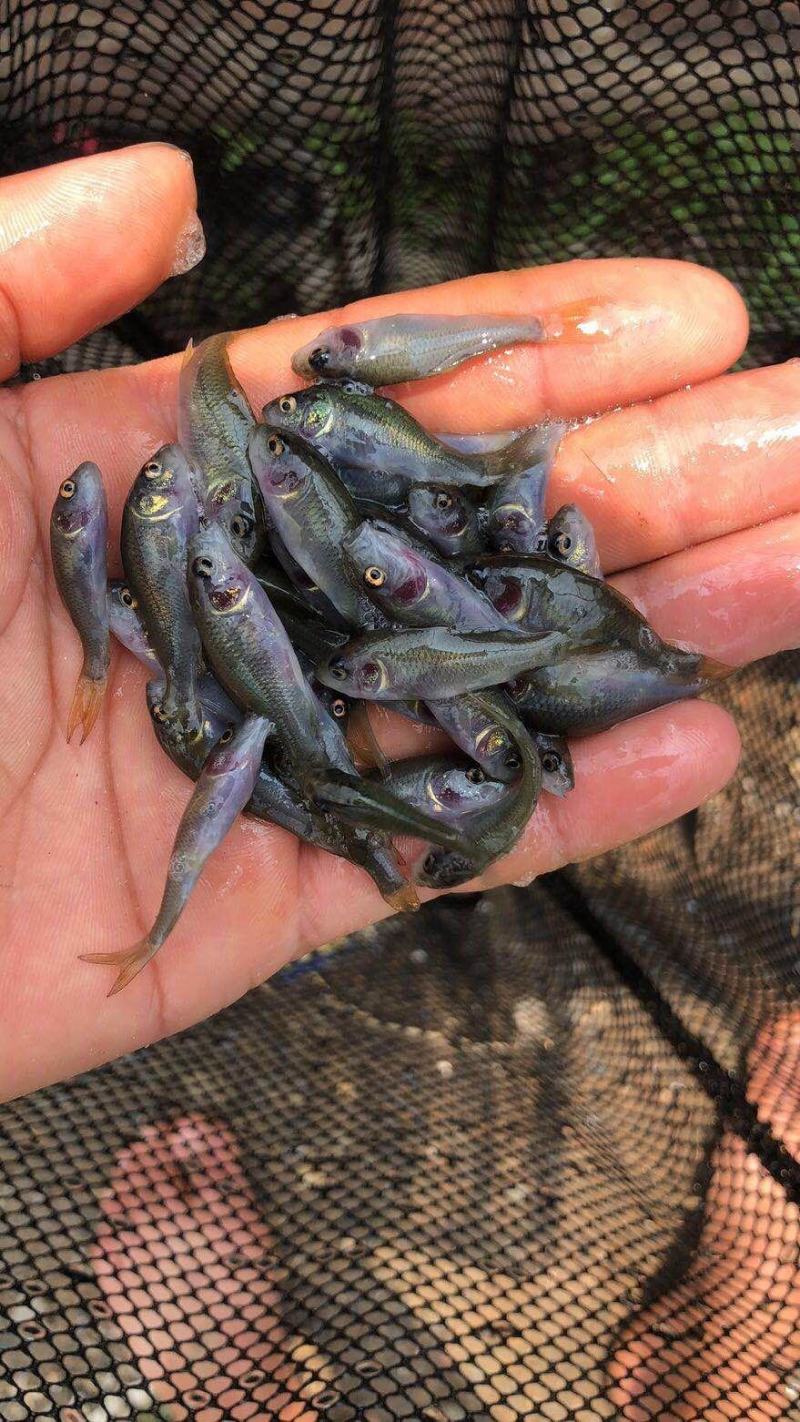 【禾花鲤鱼】禾花鲤鱼苗，稻田鲤鱼苗，场地直供，