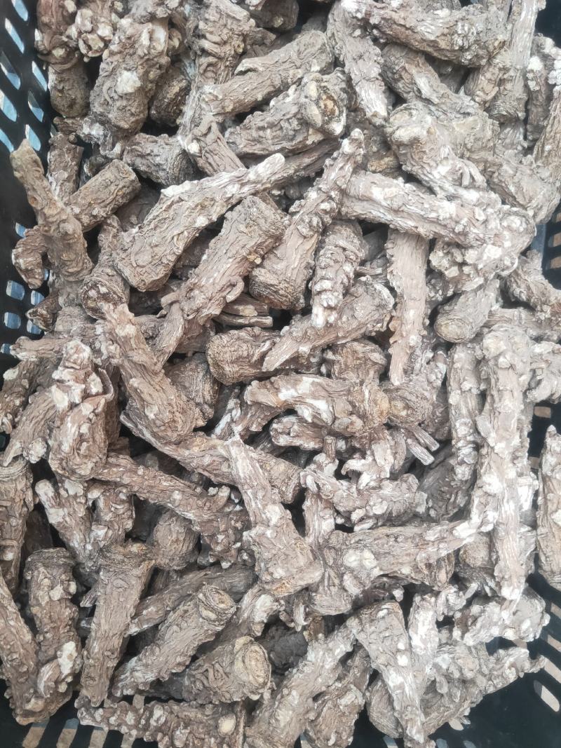 当归头甘肃岷县产地直供精选优质当归头