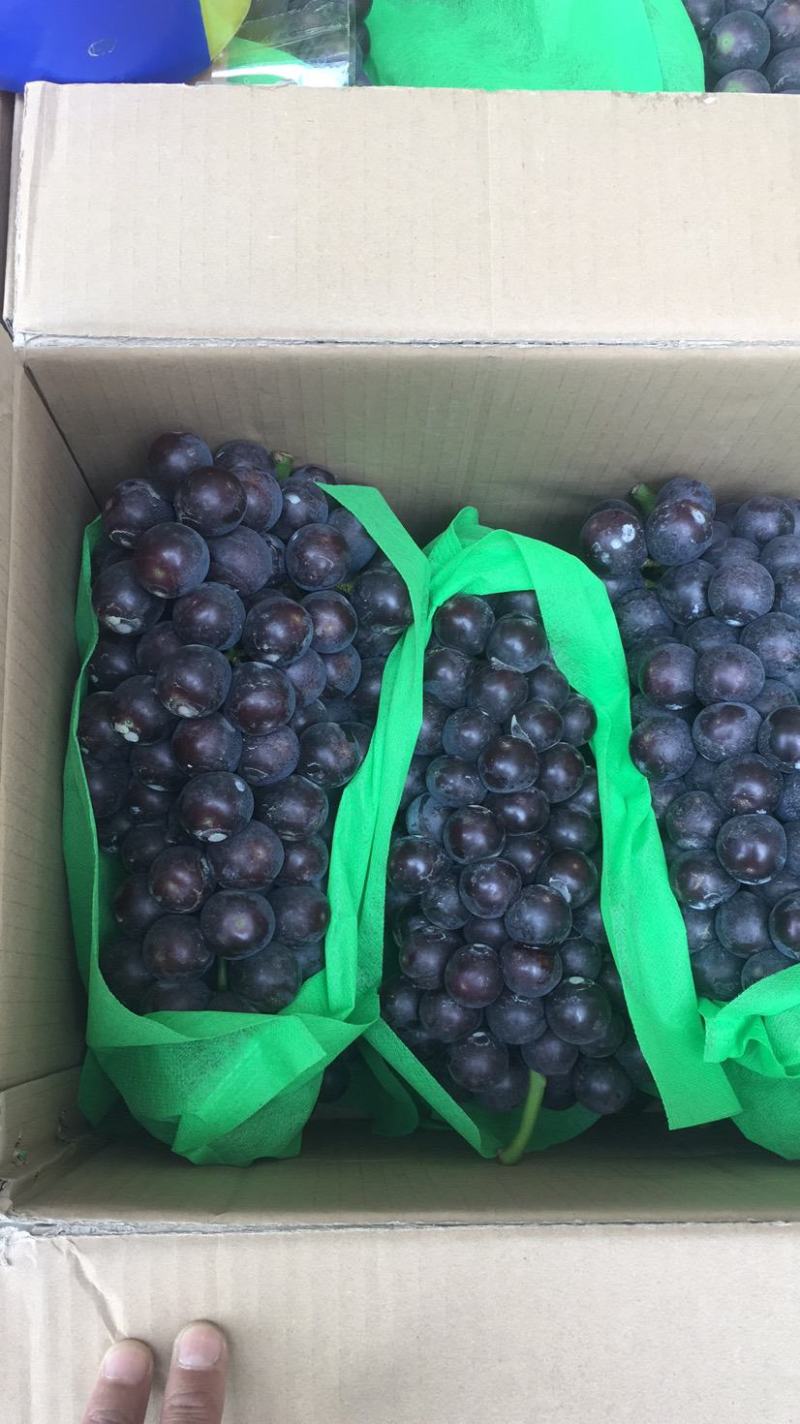 沪太，夏黑葡萄，大棚葡萄,精品大量上市供应批发