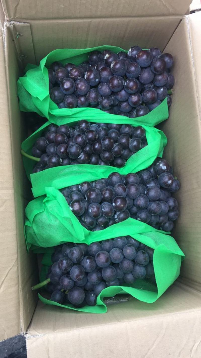 沪太，夏黑葡萄，大棚葡萄,精品大量上市供应批发