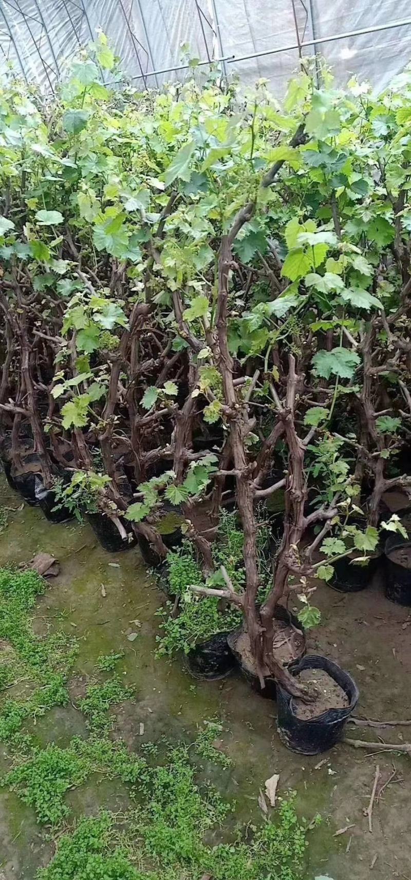 占地葡萄树苗，大量出售。营养杯葡萄苗，需要的联系