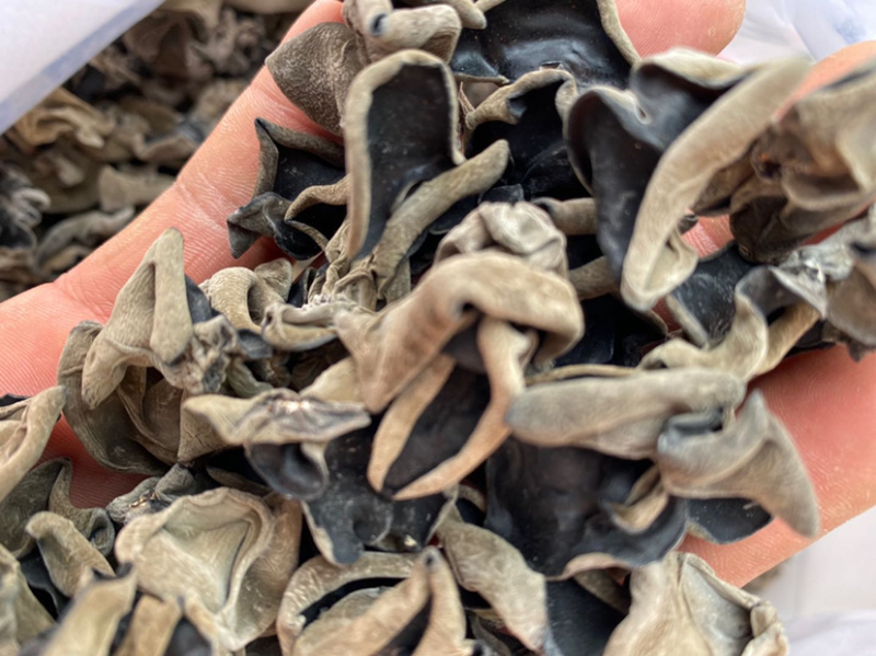 包邮小碗耳一级秋耳1.5新耳
