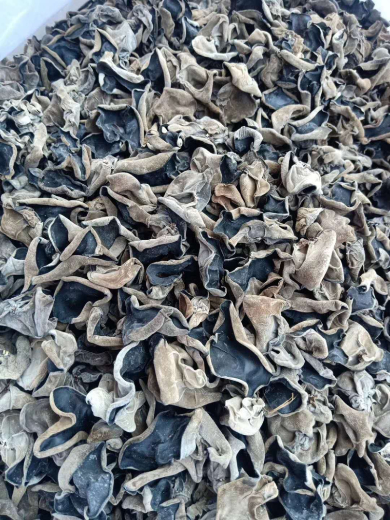 包邮小碗耳一级秋耳1.5新耳
