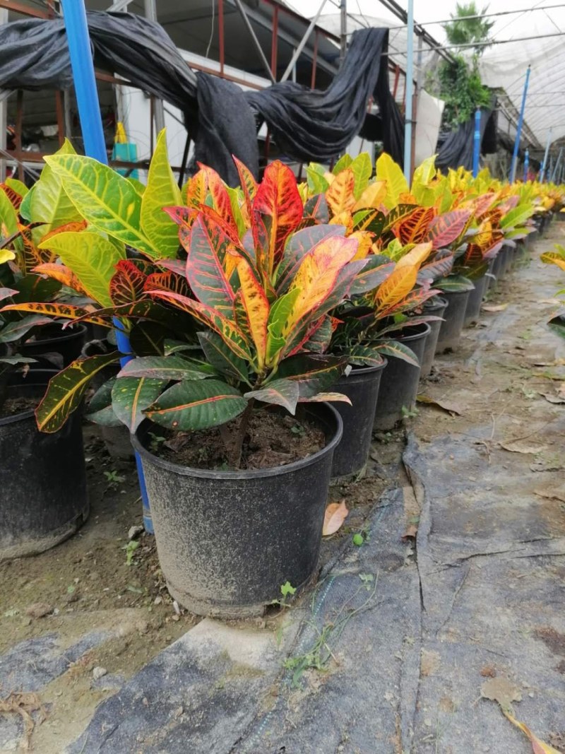 变叶木加伦杯20-30公分