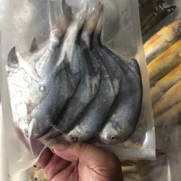 鲳鱼