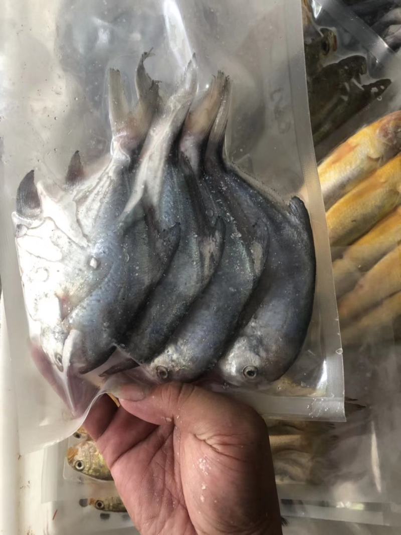 鲳鱼