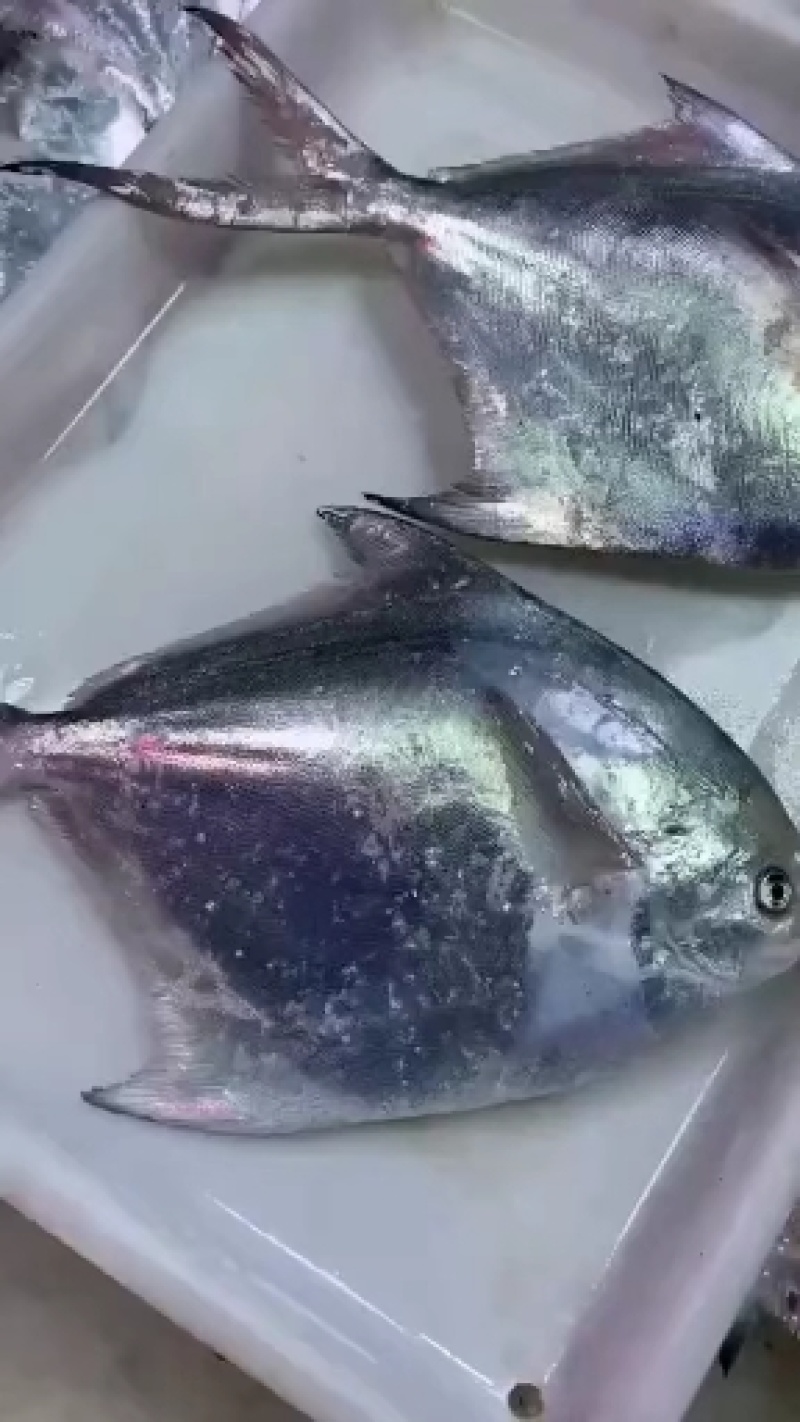鲳鱼