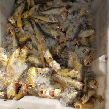黄花鱼
