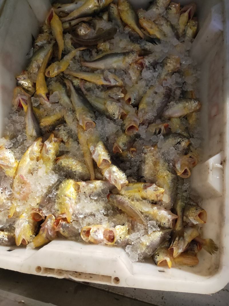 黄花鱼