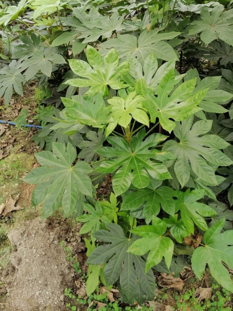 八角金盘杯苗50-60公分