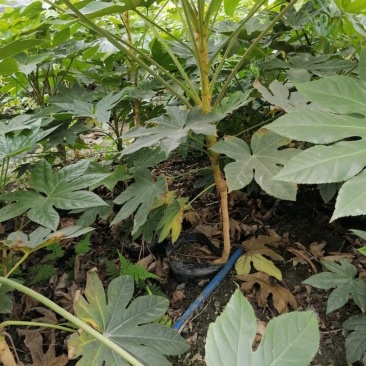 八角金盘杯苗50-60公分