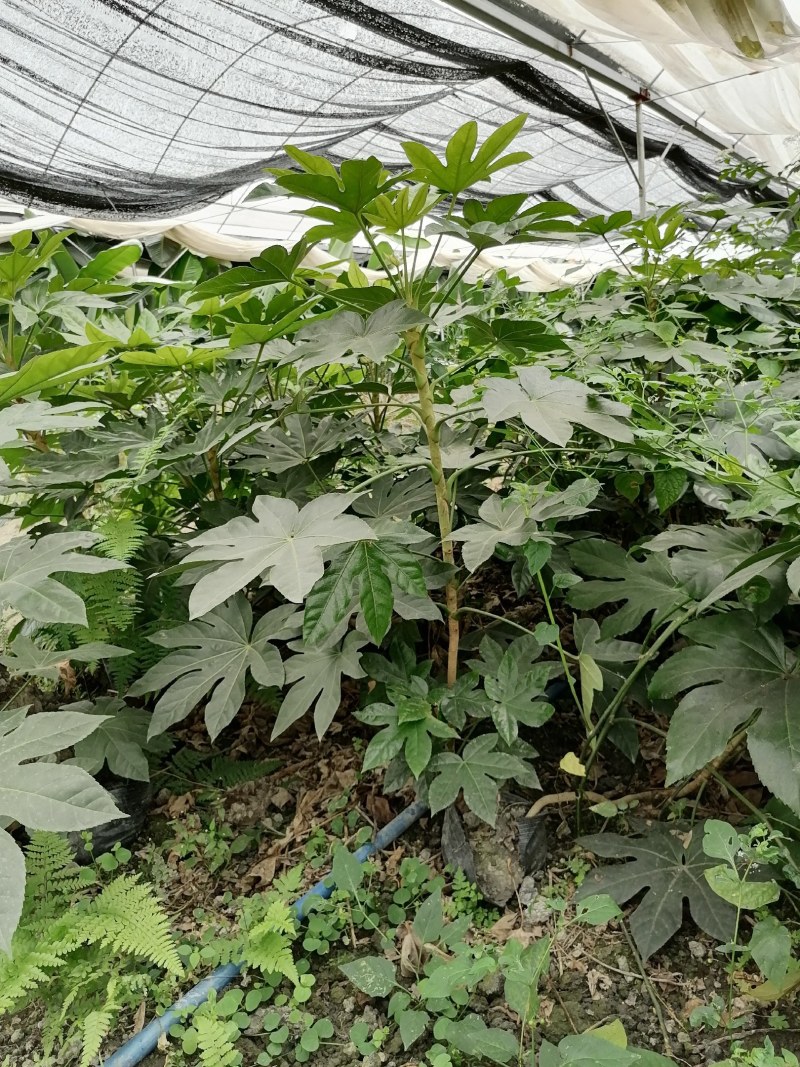 八角金盘杯苗50-60公分