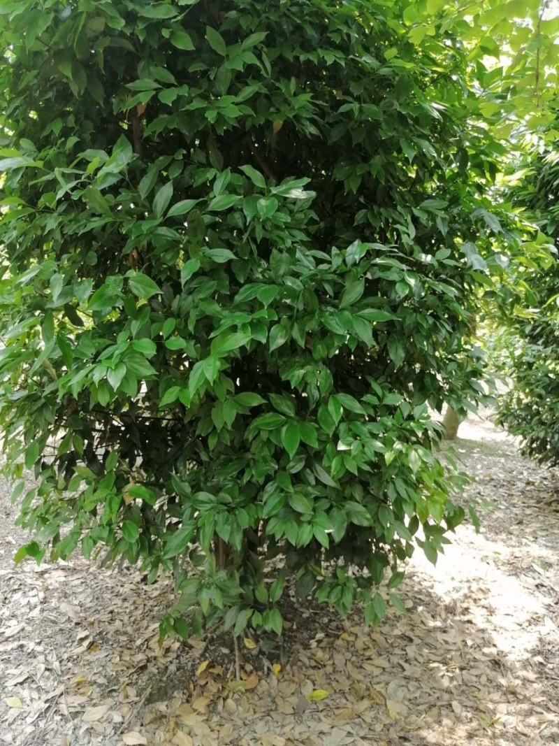 丛生天竺桂300-350公分
