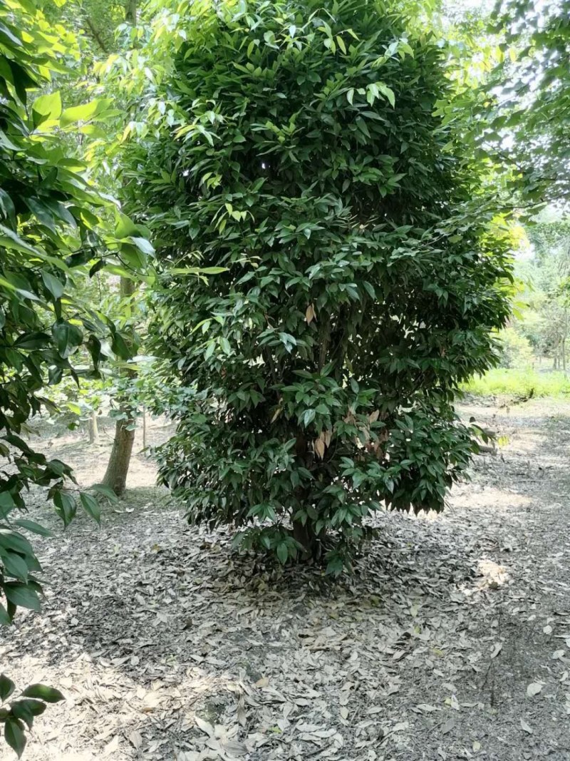 丛生天竺桂300-350公分
