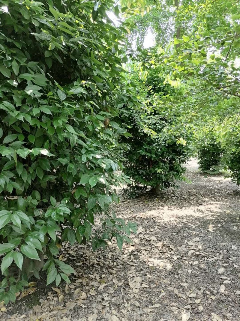 丛生天竺桂300-350公分