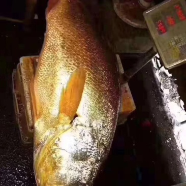 黄鱼