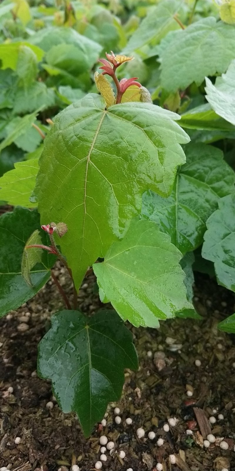 出售紫椴苗，小叶椴，椴树苗，糠椴苗，辽宁椴树苗圃地直销！