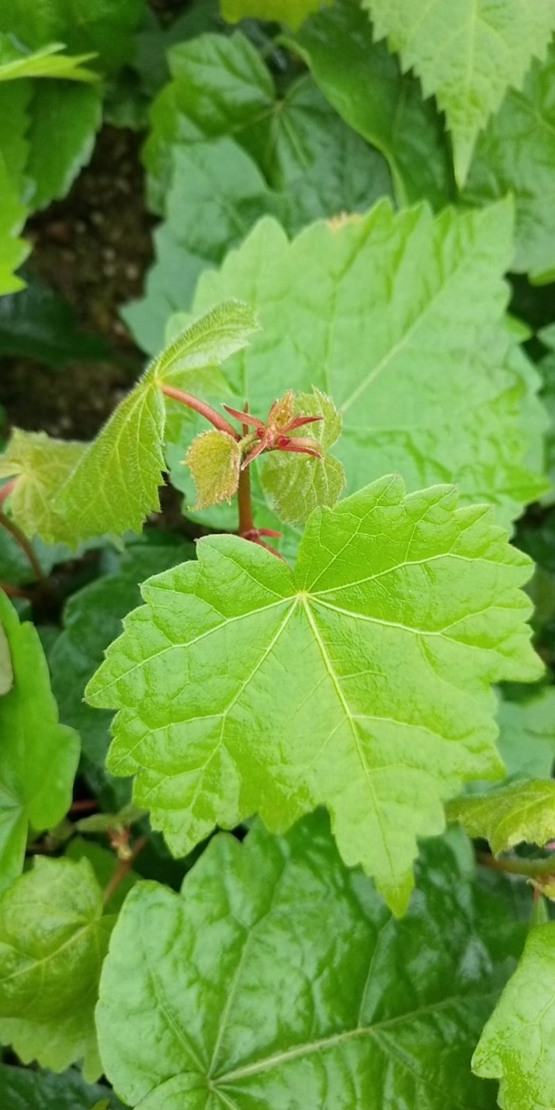 出售紫椴苗，小叶椴，椴树苗，糠椴苗，辽宁椴树苗圃地直销！