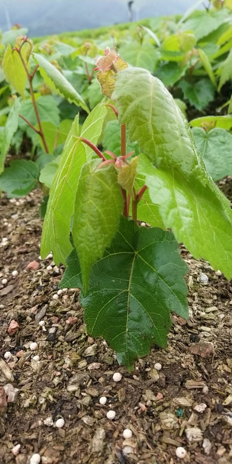 出售紫椴苗，小叶椴，椴树苗，糠椴苗，辽宁椴树苗圃地直销！